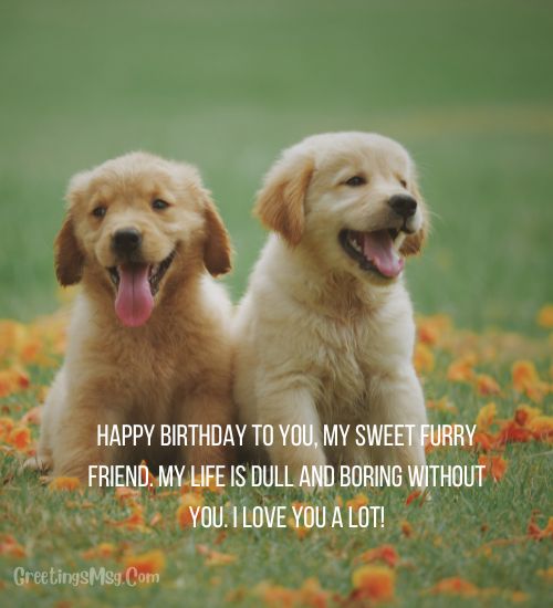 Birthday Message For Dogs