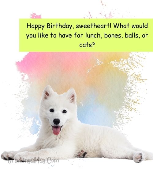 Birthday Wishes For Pet Dog Female