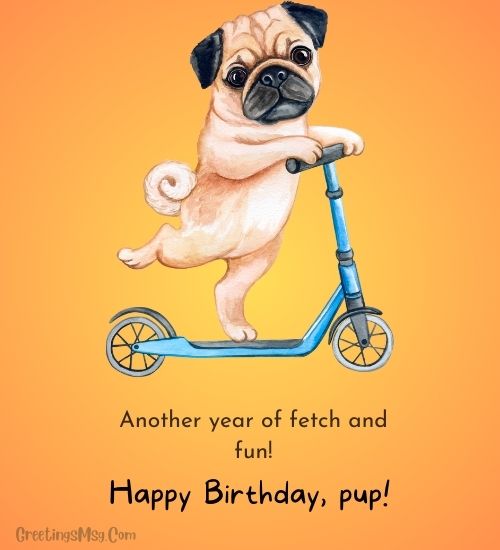 Happy birthday dog images funny