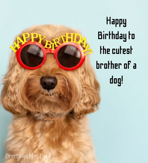 Birthday wishes with dog picture