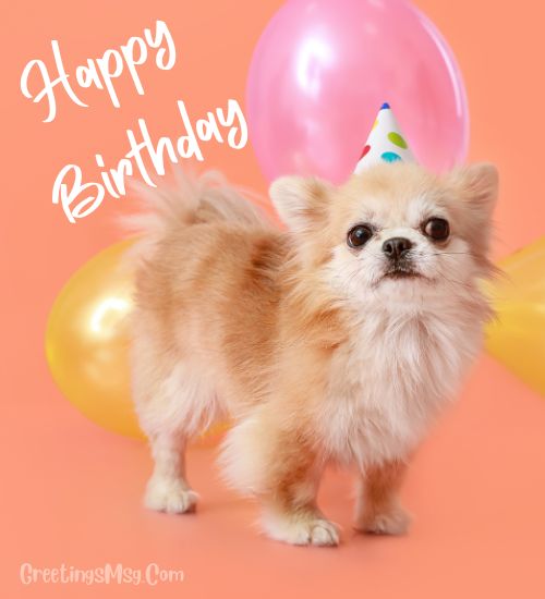 Dog birthday wishes